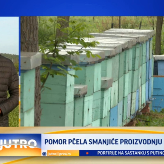 Pomor pčela smanjiće proizvodnju meda? VIDEO